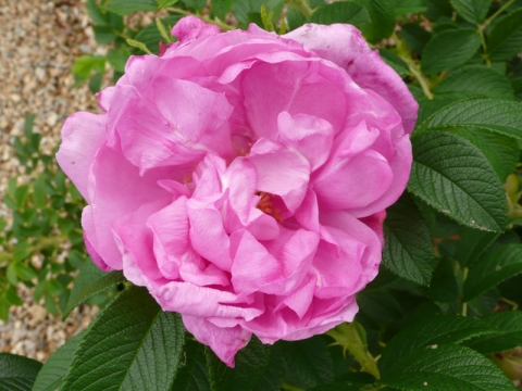 Rosa rugosa (Róża pomarszczona) 